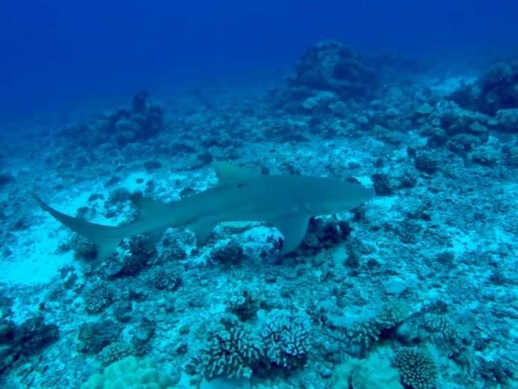 Manava Tahara'A Home Stay Mahina Luaran gambar